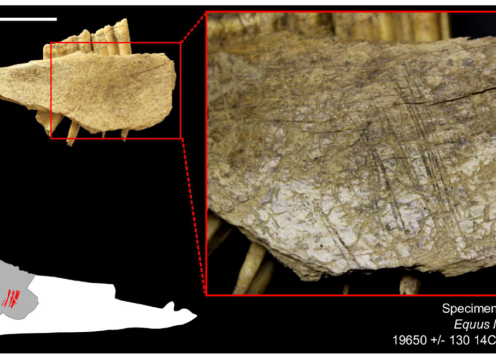 Cut marks on a horse mandible from Cave II.