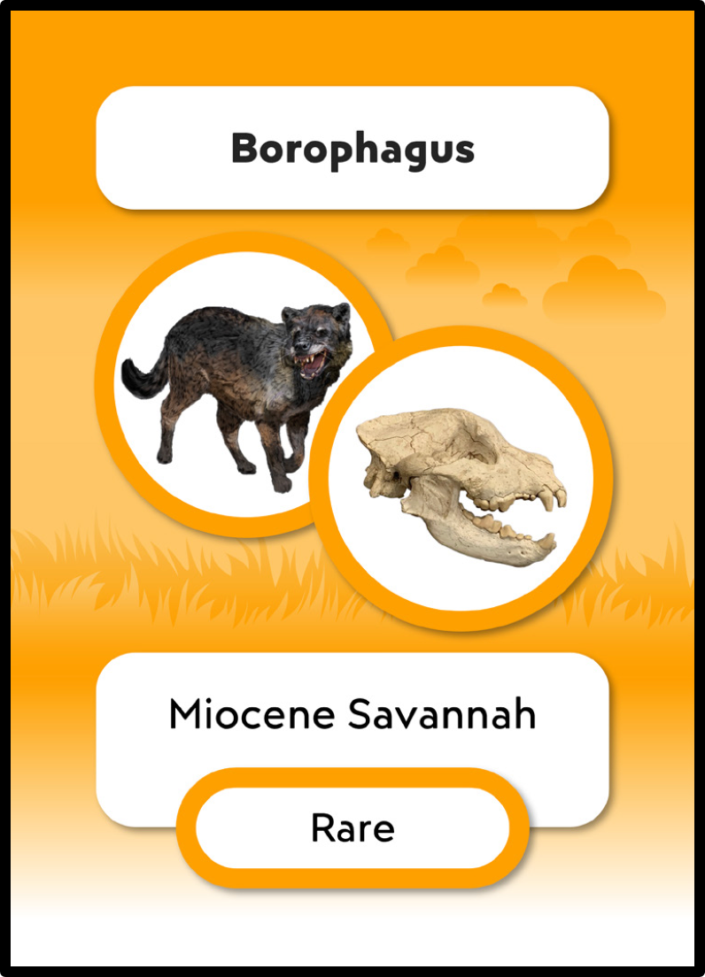 Specimania Fossil Card Example - Borophagus