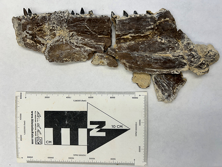 Bony fish right lower jaw bone (dentary) that was assembled from pieces collected from Andrzejewski’s first and second excavation trips