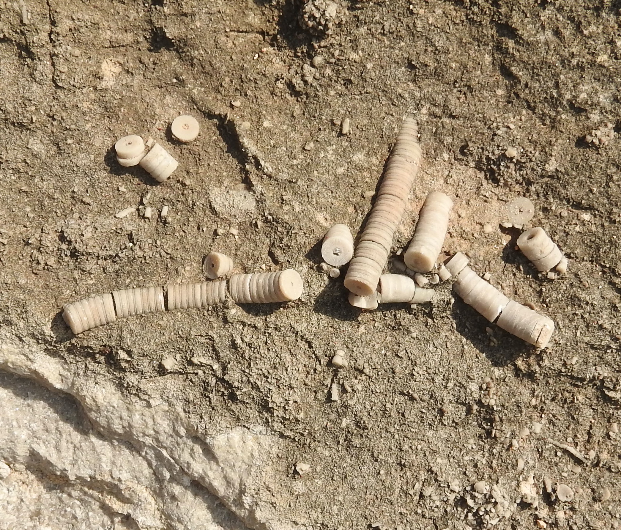 Crinoid fossils