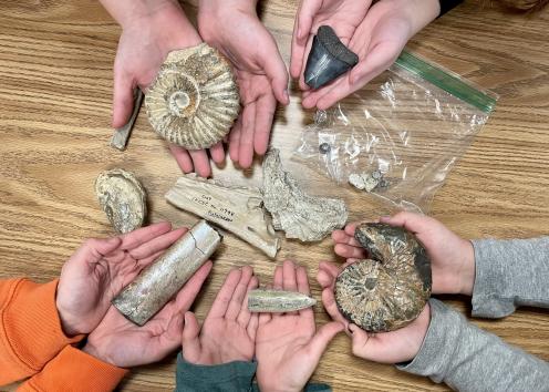Five pairs of hands holding a variety of fossils. Top left fossil is an ammonite, top right is a shark tooth, bottom right is an ammonites, bottom and bottom left are belemnites.  In the center are part of a mosasaur jaw cast and a clam fossil.